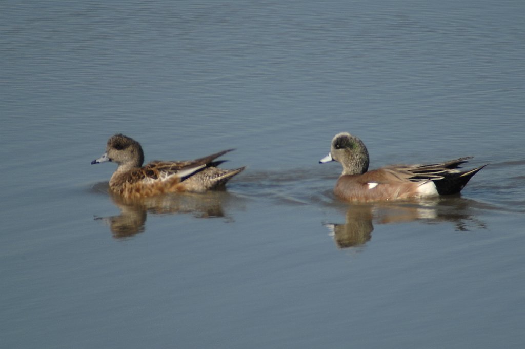 Duck, American Wigeon, 2008-03170275b Albany, CA.JPG - American Wigeon. Albany Mud Flats Ecological Reserve, Albany, CA, 3-17-2008